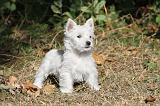 WESTIE 122